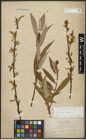 Foto von Salix alba L. x Salix fragilis L.